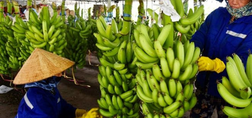 Nông Dân Làm Giàu Từ Việc Trồng Cây Chuối