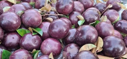 vu-sua-mica-nong-dan-lam-giau-tu-viec-trong-cay-vu-sua-mica-co-hoi-kinh-te-vang-cho-nha-nong
